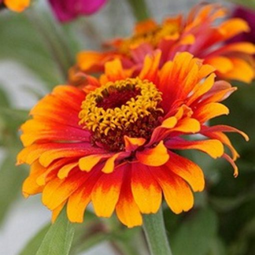 Zinnia